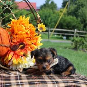 Princeton, Yorkie Puppy